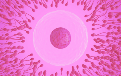 IVF mit Eizellspende- warum man diesen Weg angeht?